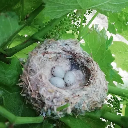 Feriehus Penitz Großklein