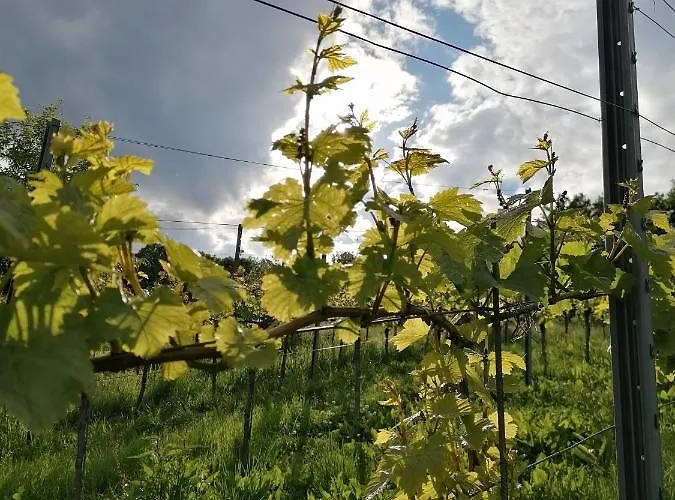 Дом отдыха Penitz *