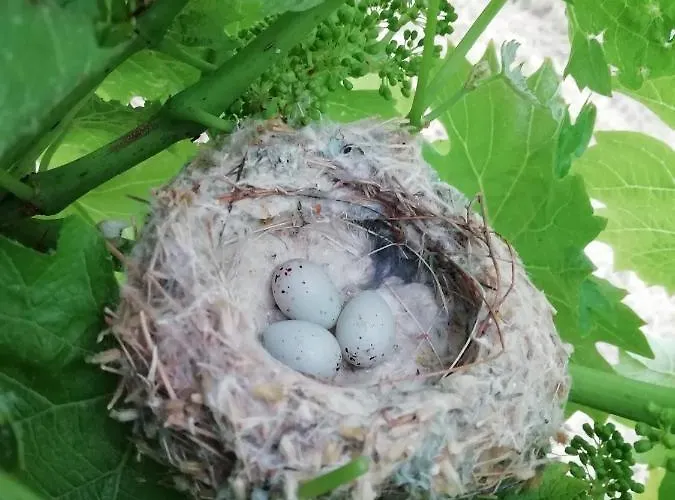 Дом отдыха Penitz Гросклайн